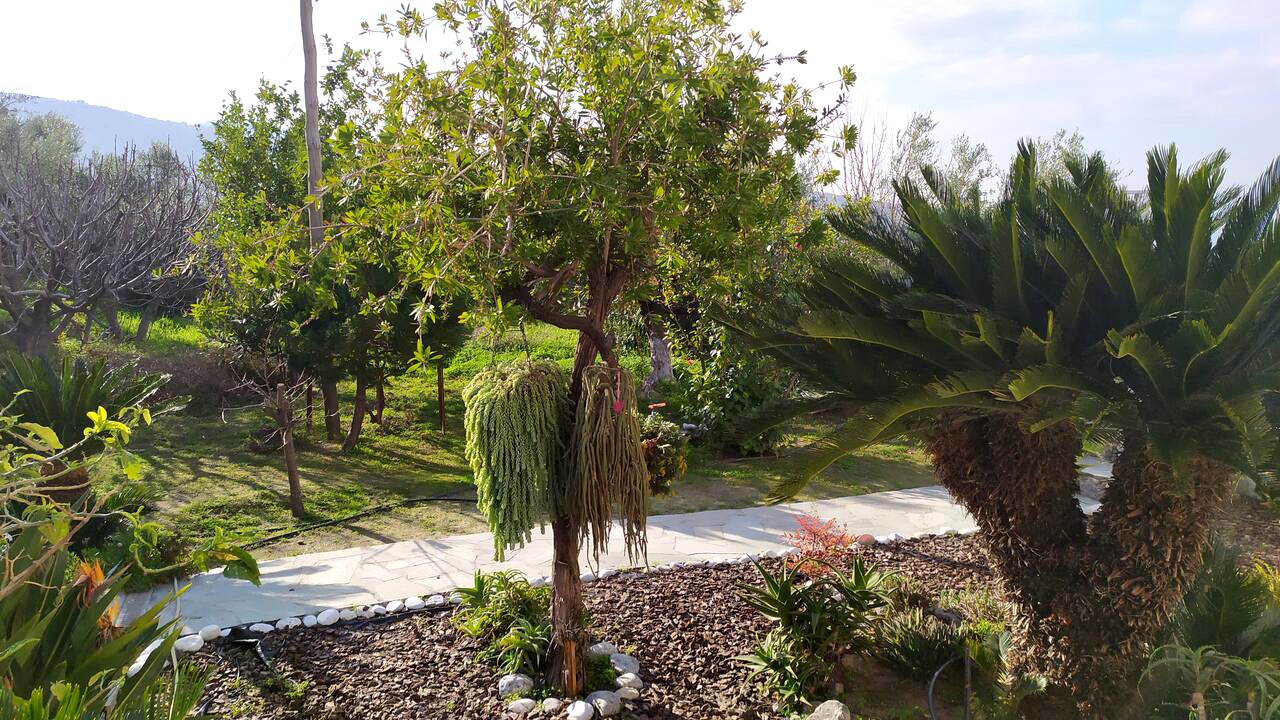 Mediterraner Garten der Villa
